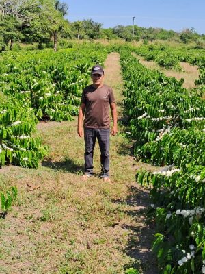 O Instituto de Desenvolvimento Agropecuário e Florestal Sustentável do Estado do Amazonas (Idam) está com as inscrições abertas para o “Dia do Campo do Café”, inciativa voltada à divulgação de boas práticas voltadas à cultura cafeeira. A capacitação acontece no dia 10 de abril, em São Sebastião do Uatumã (distante 247 quilômetros de Manaus). 