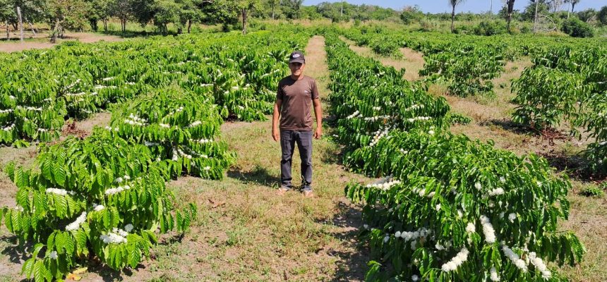 O Instituto de Desenvolvimento Agropecuário e Florestal Sustentável do Estado do Amazonas (Idam) está com as inscrições abertas para o “Dia do Campo do Café”, inciativa voltada à divulgação de boas práticas voltadas à cultura cafeeira. A capacitação acontece no dia 10 de abril, em São Sebastião do Uatumã (distante 247 quilômetros de Manaus). 