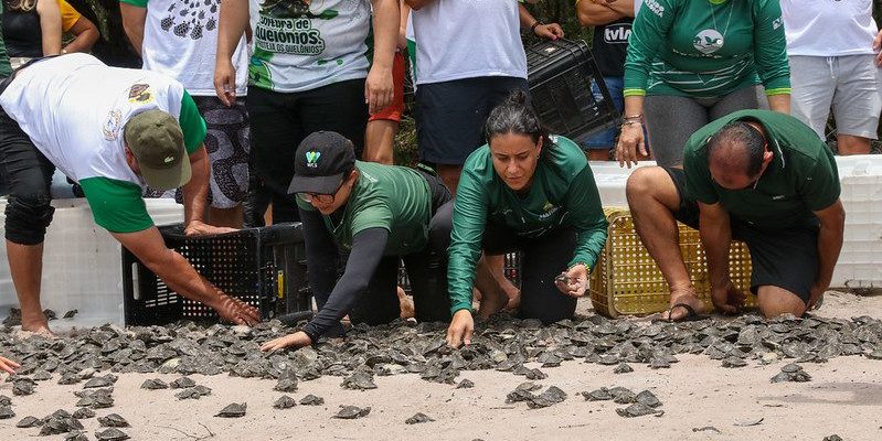 A Comunidade Enseada, na Reserva de Desenvolvimento Sustentável (RDS) do Uatumã, fez mais uma soltura de quelônios, devolvendo 18.079 filhotes de quelônios à natureza, no domingo (23/03). A soltura, que ocorre há 23 anos na Unidade de Conservação localizada entre São Sebastião do Uatumã (a 247 quilômetros de Manaus) e Itapiranga (a 227 quilômetros), é fruto de um trabalho comunitário apoiado pela Secretaria de Estado do Meio Ambiente (Sema).